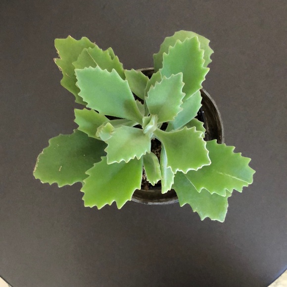 Meet your Posher, C - Picture 1 of 1